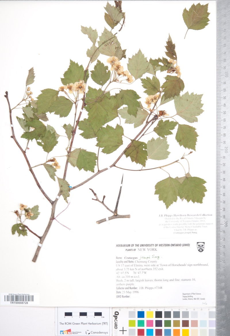 Jesup's Hawthorn photo 6