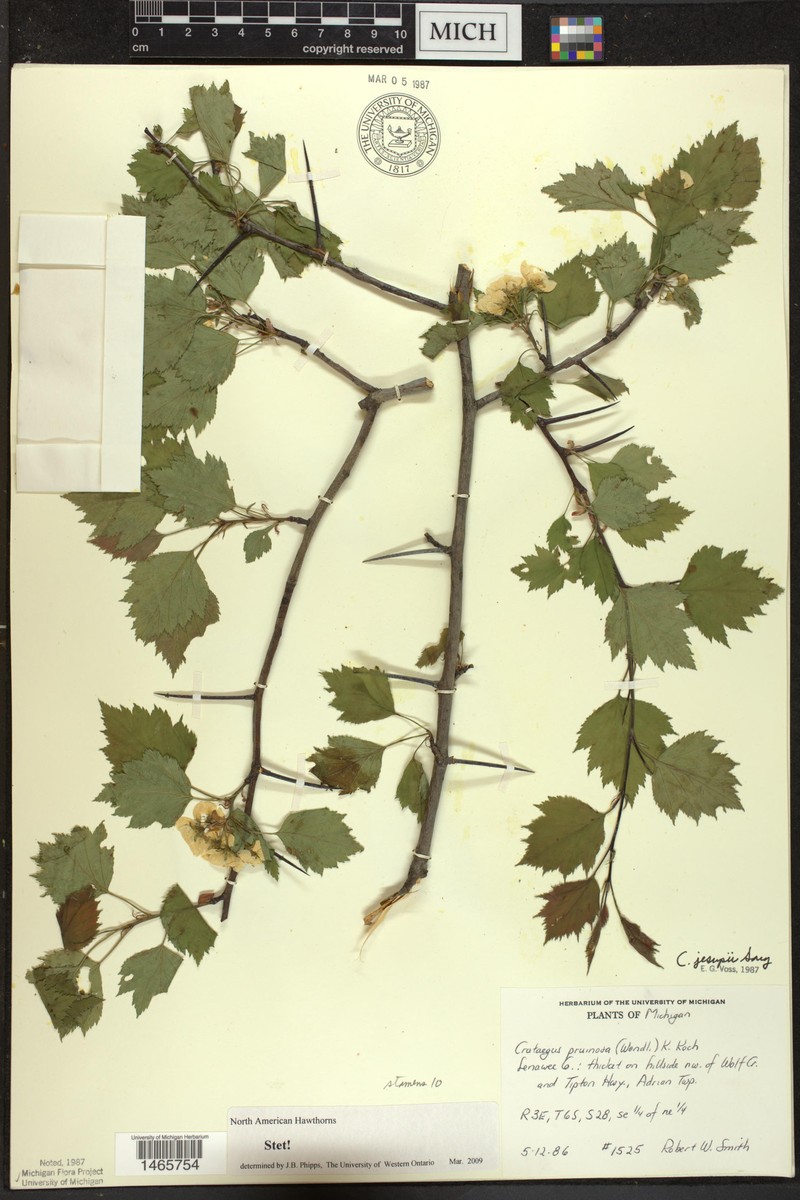 Jesup's Hawthorn photo 7