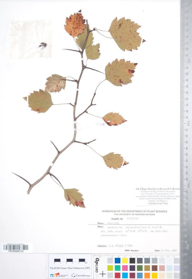 Jesup's Hawthorn photo 8