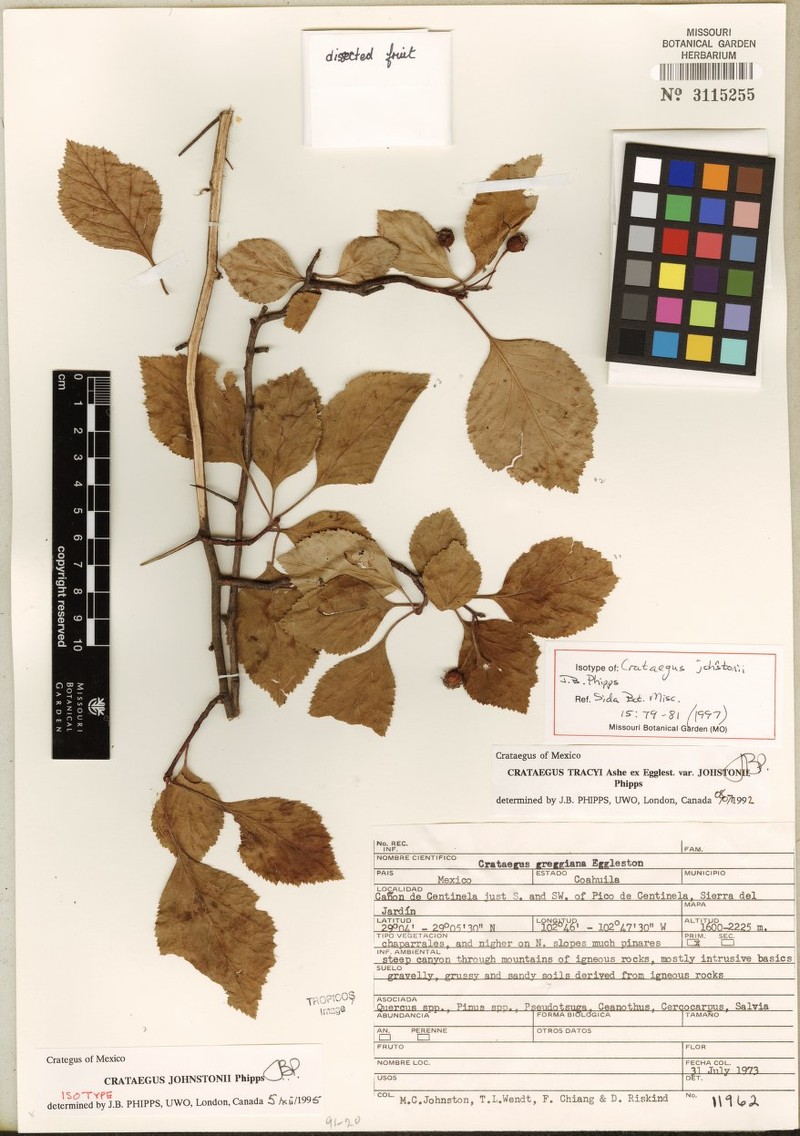 Crataegus johnstonii