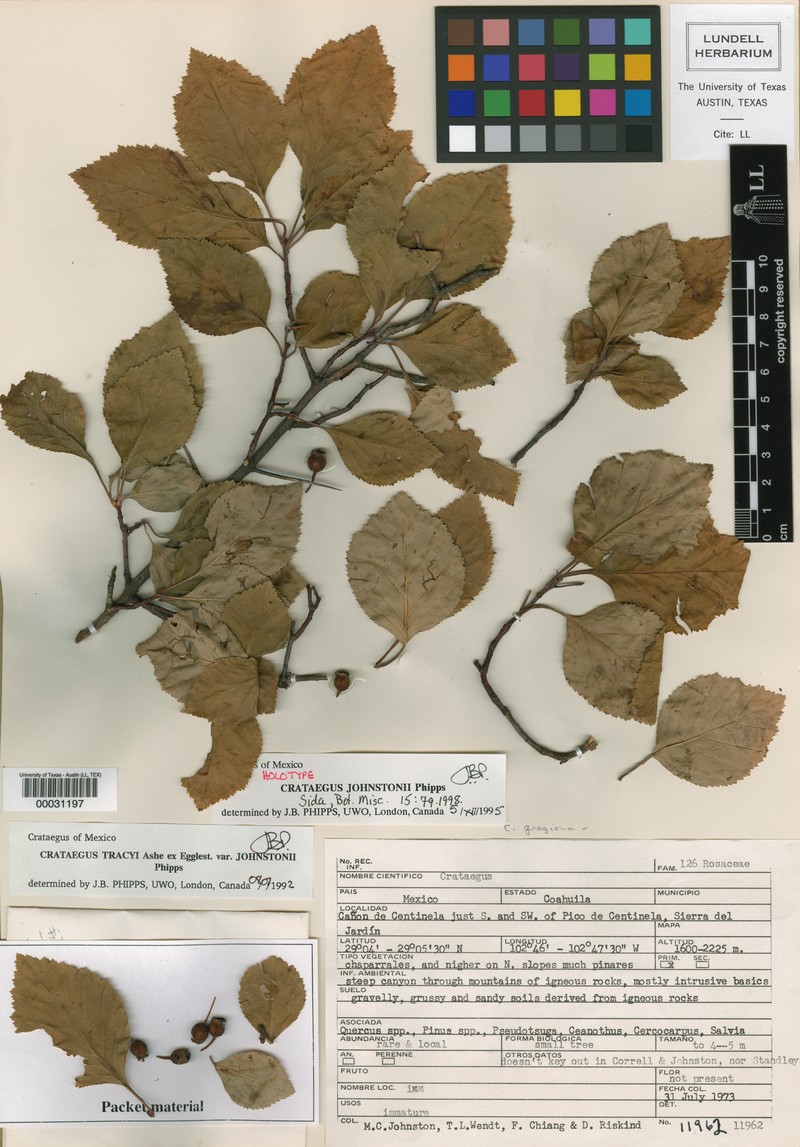 Crataegus johnstonii photo 2