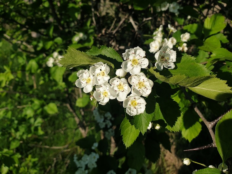 Miss Jones' Hawthorn