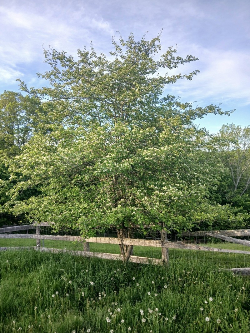 Miss Jones' Hawthorn photo 2