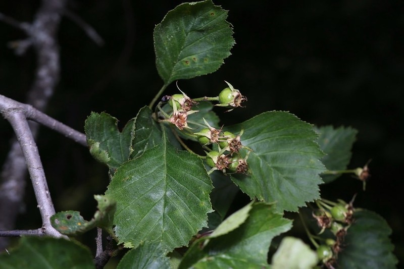 Miss Jones' Hawthorn photo 6