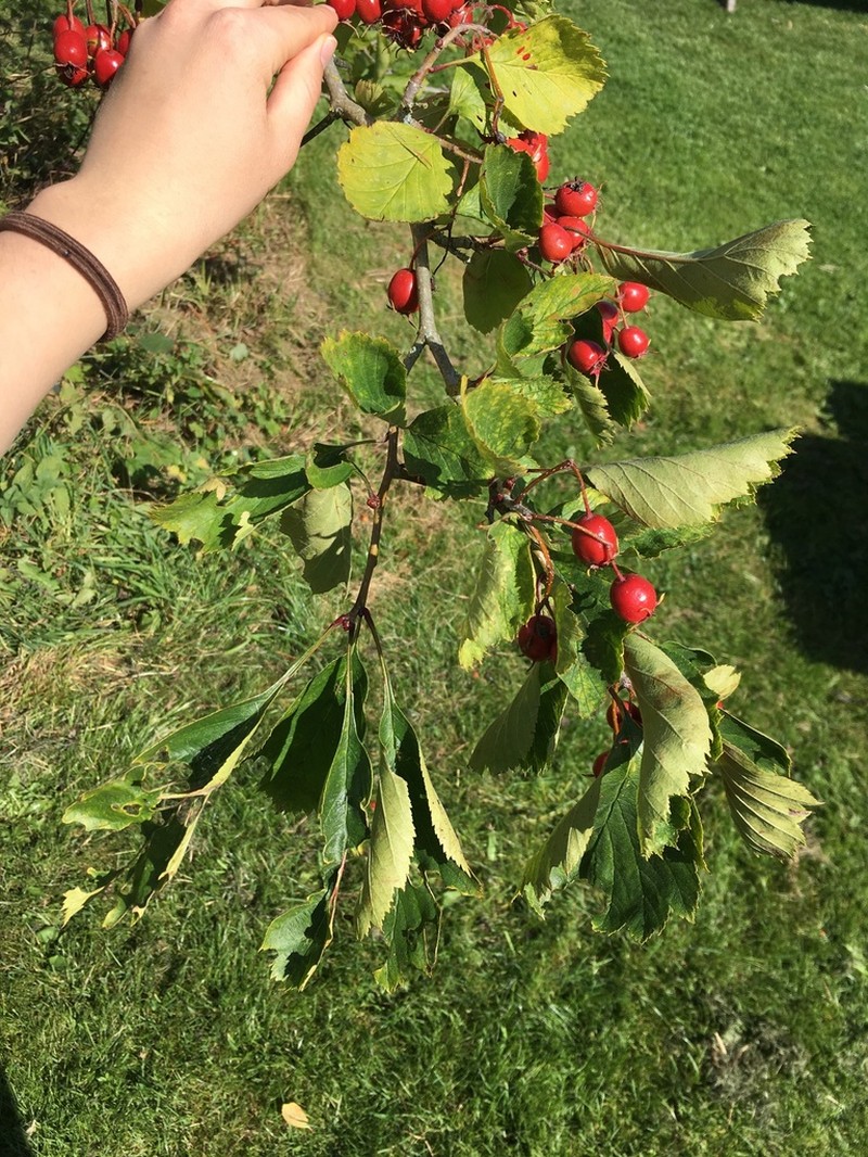Miss Jones' Hawthorn photo 7