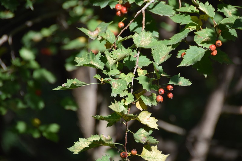 Crataegus kansuensis photo 2