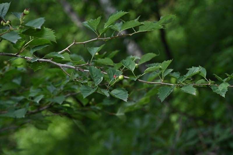 Crataegus kansuensis photo 3