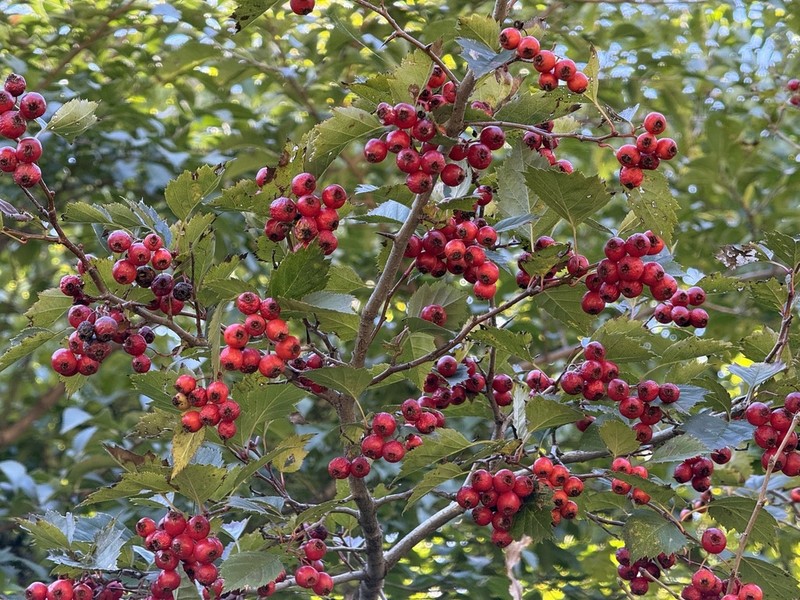 Crataegus kansuensis photo 4