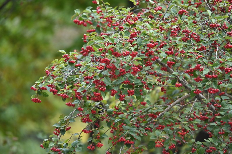Crataegus kansuensis photo 6