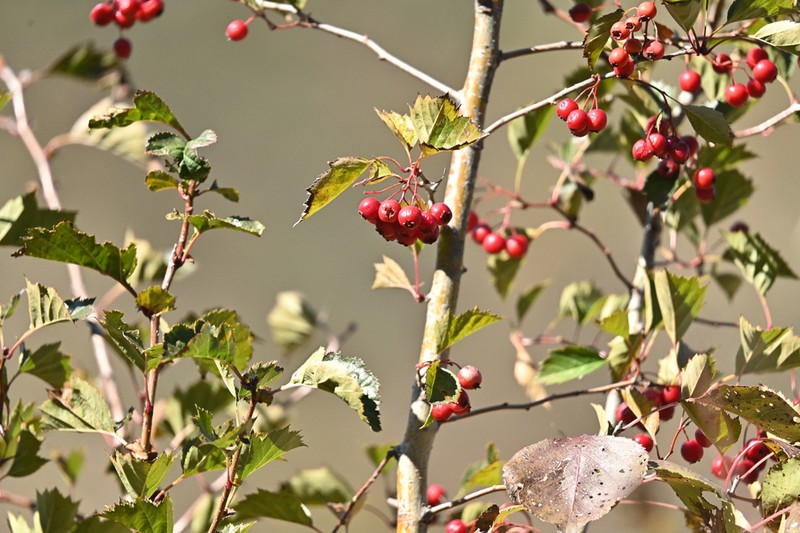 Crataegus kansuensis photo 7