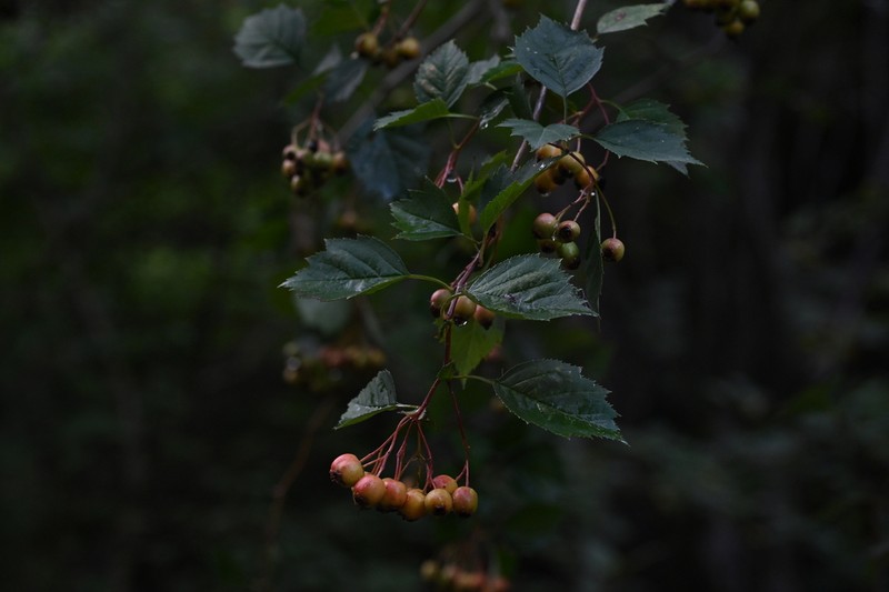 Crataegus kansuensis photo 8