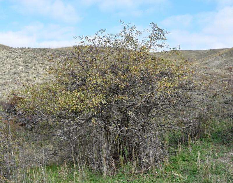 Crataegus karadaghensis photo 2