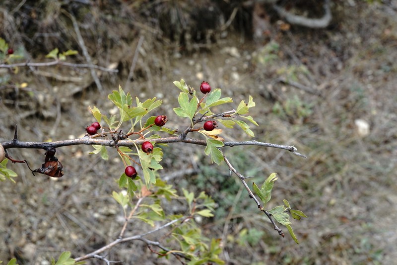 Crataegus karadaghensis photo 3