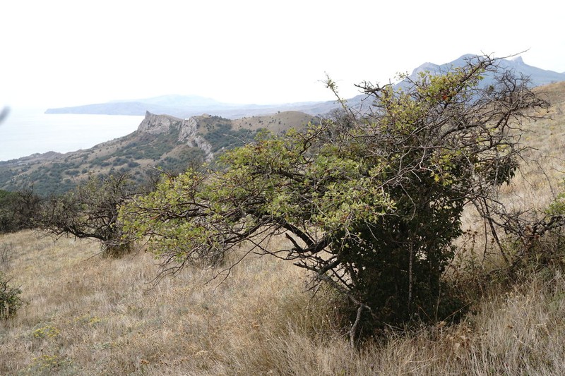 Crataegus karadaghensis photo 4