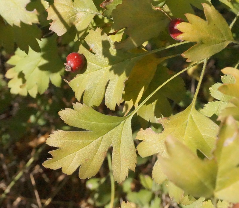 Crataegus karadaghensis photo 7