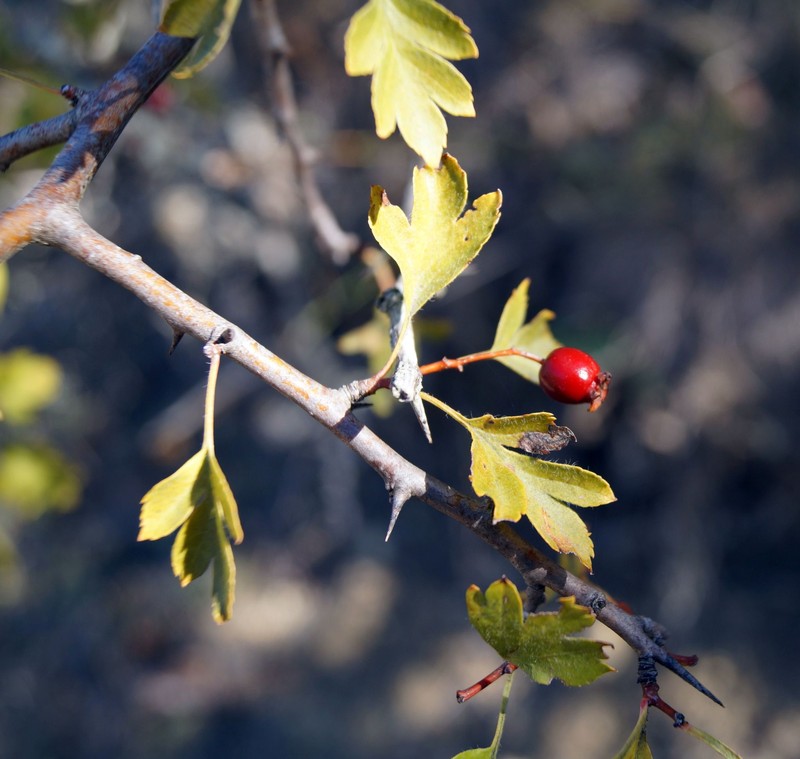 Crataegus karadaghensis photo 8