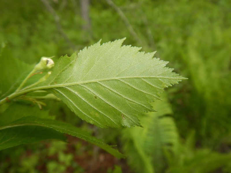 Crataegus keepii photo 3