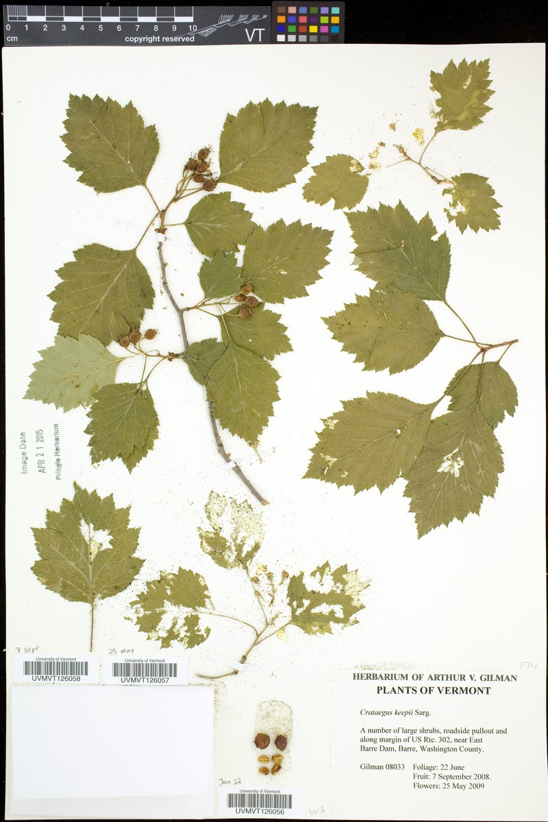 Crataegus keepii photo 4