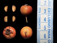 Crataegus keepii