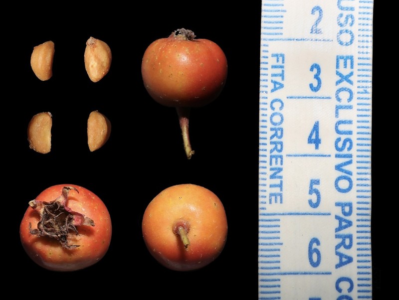 Crataegus keepii