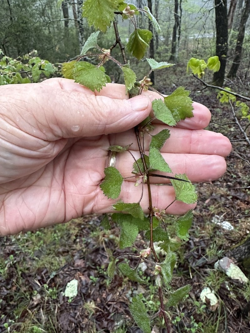 Crataegus keeslingii
