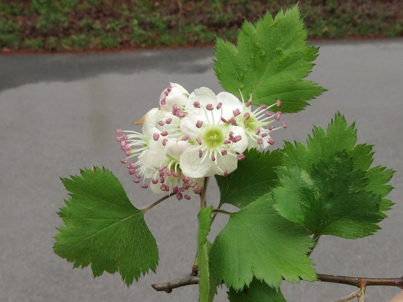 Crataegus keeslingii photo 2