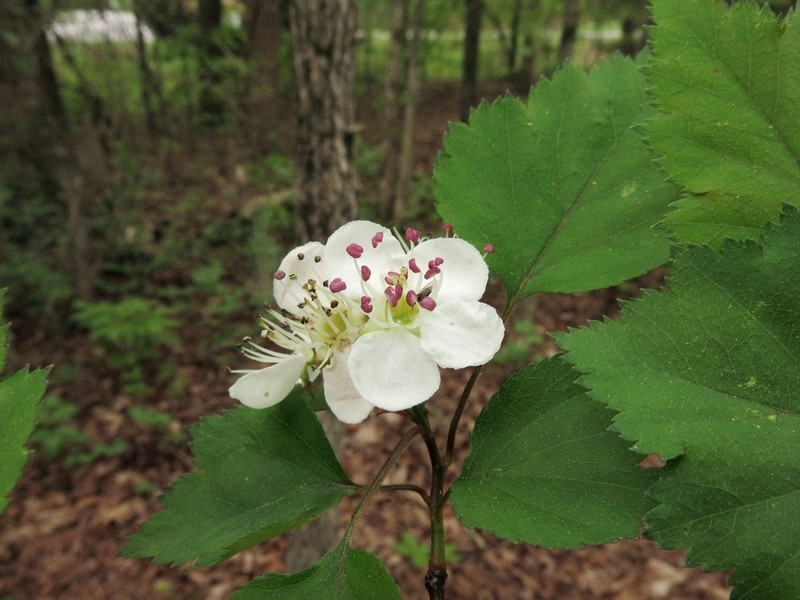 Crataegus keeslingii photo 3
