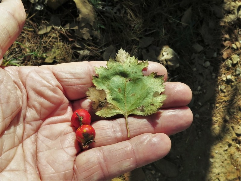 Crataegus keeslingii photo 4