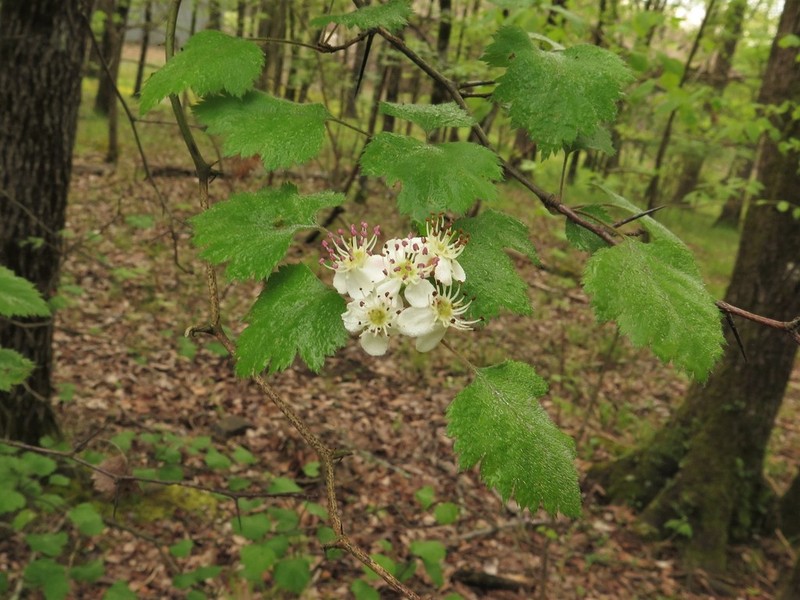 Crataegus keeslingii photo 5