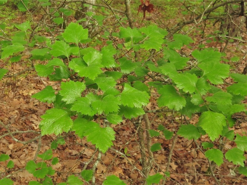 Crataegus keeslingii photo 8
