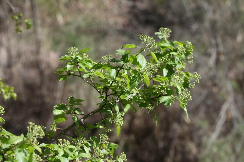 Crataegus knorringiana