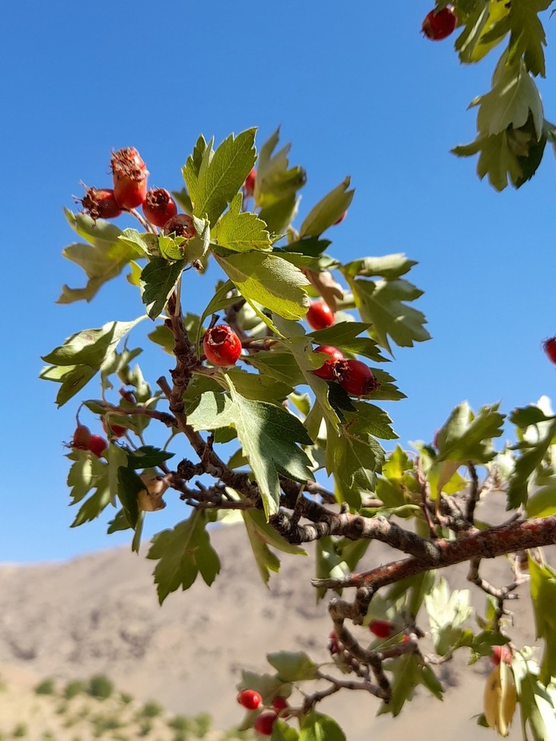 Crataegus kurdistanica