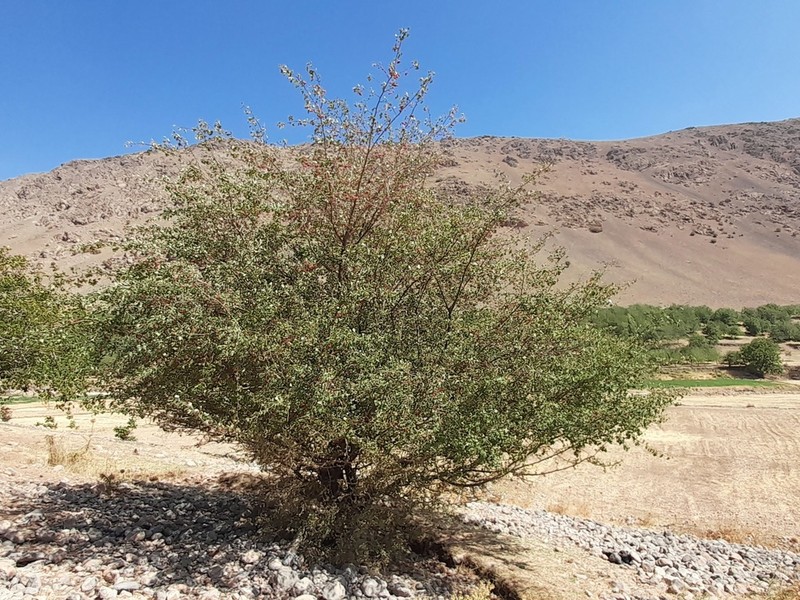 Crataegus kurdistanica photo 2
