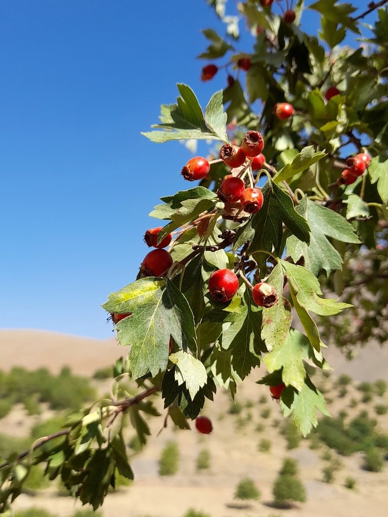 Crataegus kurdistanica photo 3