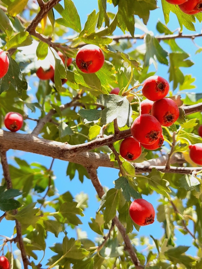 Crataegus kurdistanica photo 4