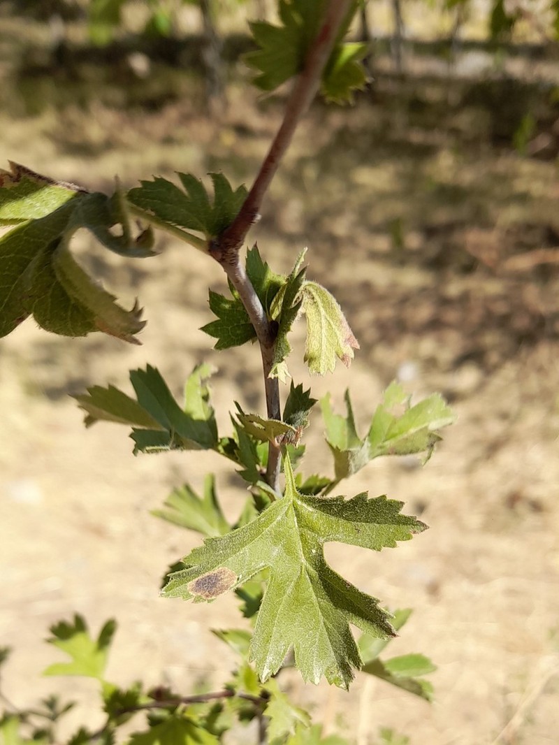 Crataegus kurdistanica photo 5