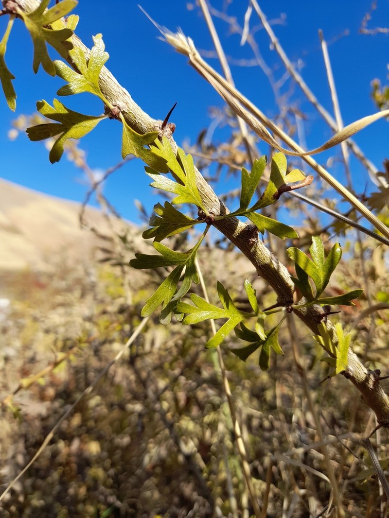 Crataegus kurdistanica photo 6