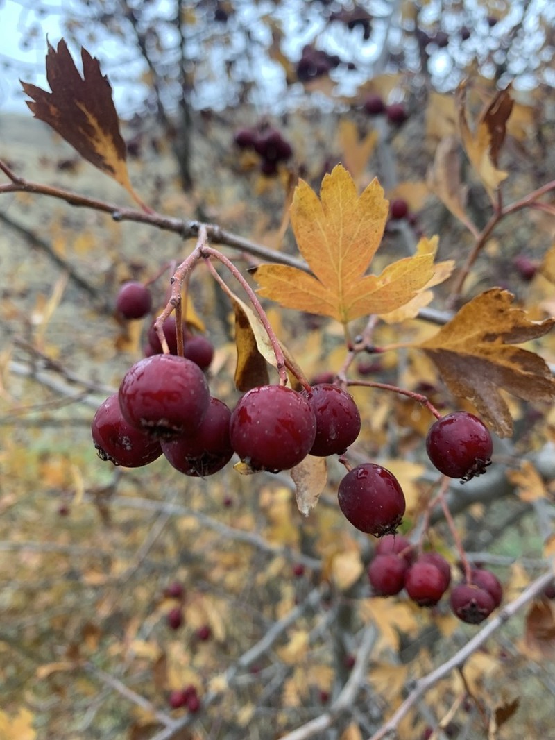 Crataegus kurdistanica photo 7