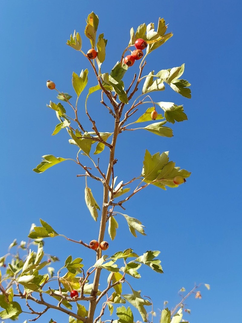 Crataegus kurdistanica photo 8