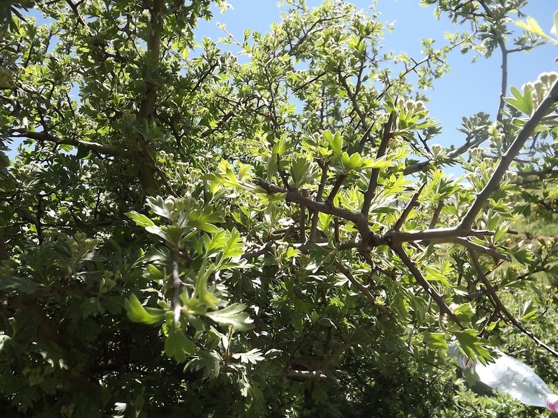 Crataegus laciniata photo 2