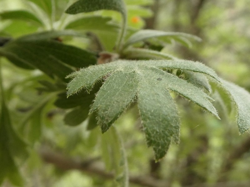 Crataegus laciniata photo 3