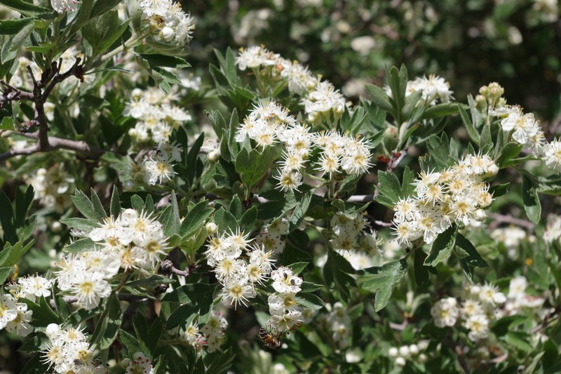 Crataegus laciniata photo 5