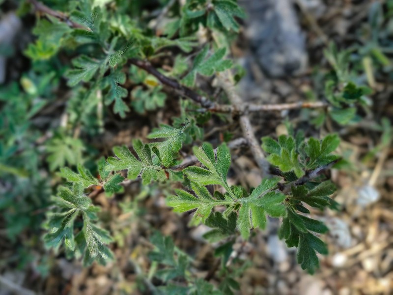 Crataegus laciniata photo 6