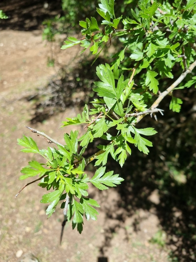 Crataegus laciniata photo 7
