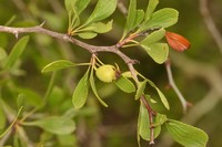 Pensacola Hawthorn