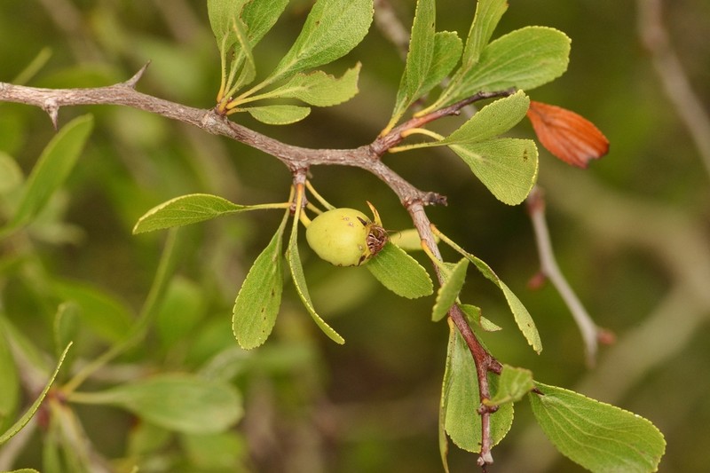 Pensacola Hawthorn