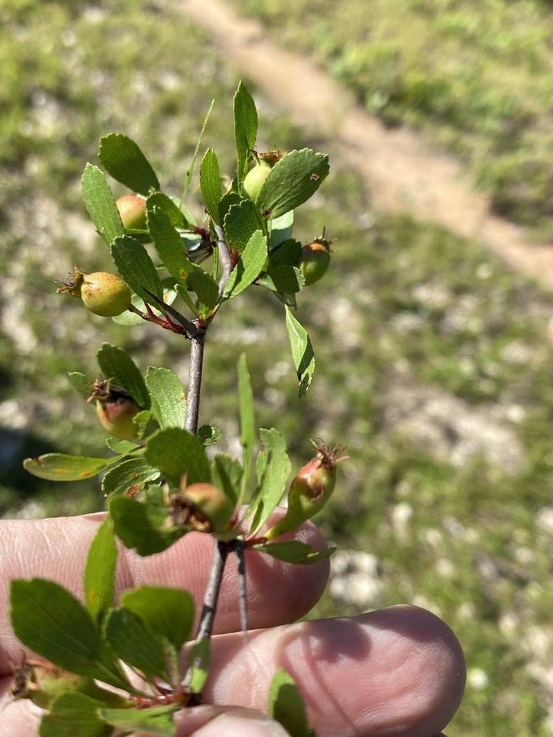 Pensacola Hawthorn photo 2