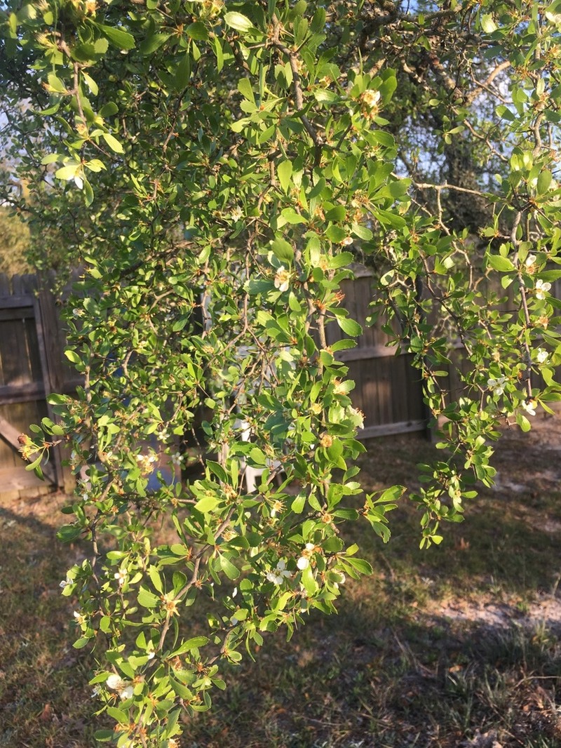 Pensacola Hawthorn photo 3