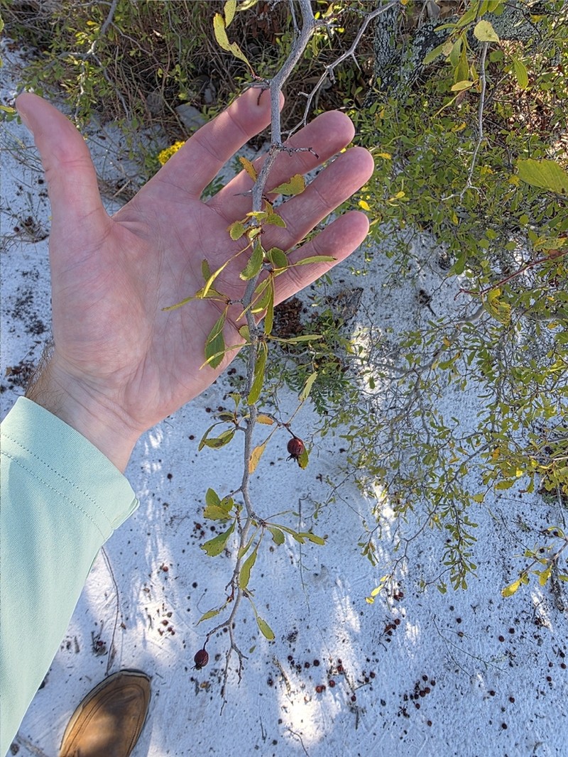 Pensacola Hawthorn photo 4