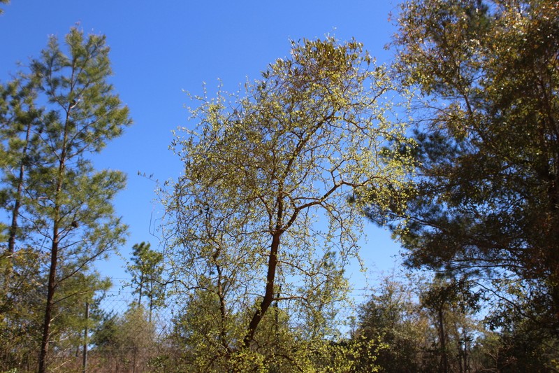 Pensacola Hawthorn photo 5